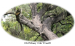 Old Mossy Oak Trust