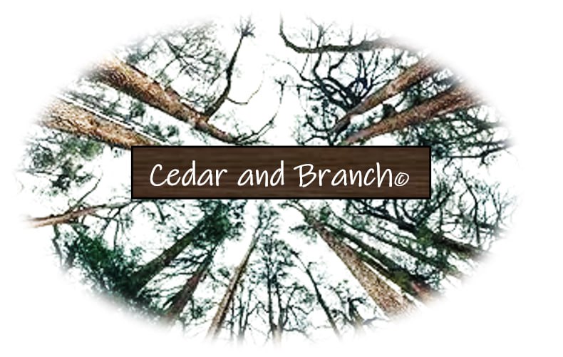 Cedar and Branch